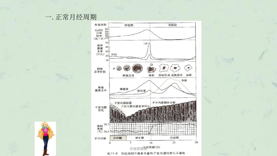 妊娠期激素课件_第3页