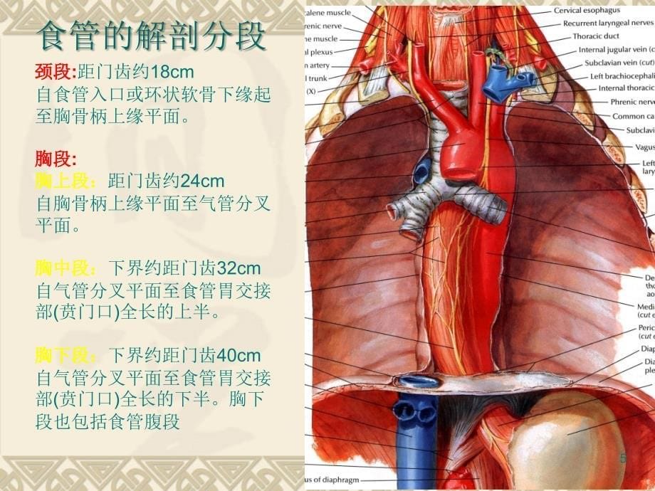 常见肿瘤的放疗、定位、摆位技术.ppt_第5页