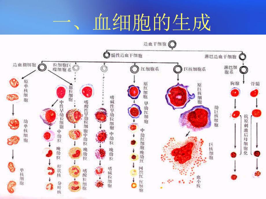 骨髓造血细胞形态学检查贺_第3页