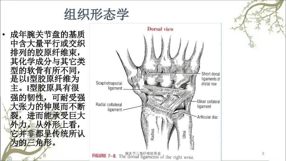 腕关节三角纤维软骨盘课件_第5页