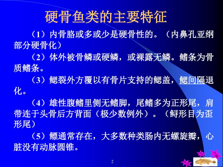 硬骨鱼纲概述.课件_第2页