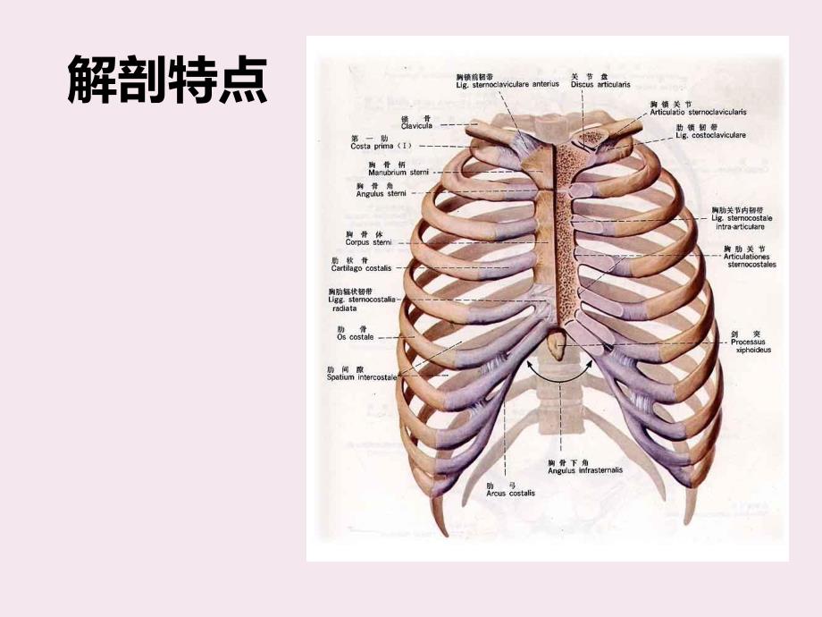 肋骨骨折ppt课件_第3页