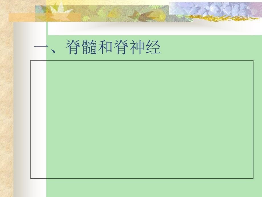 神经系统解剖学ppt课件_第5页