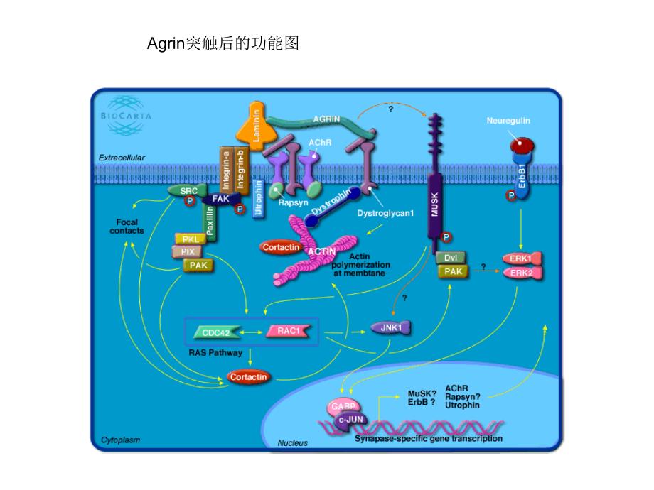 信号转导通路_第1页