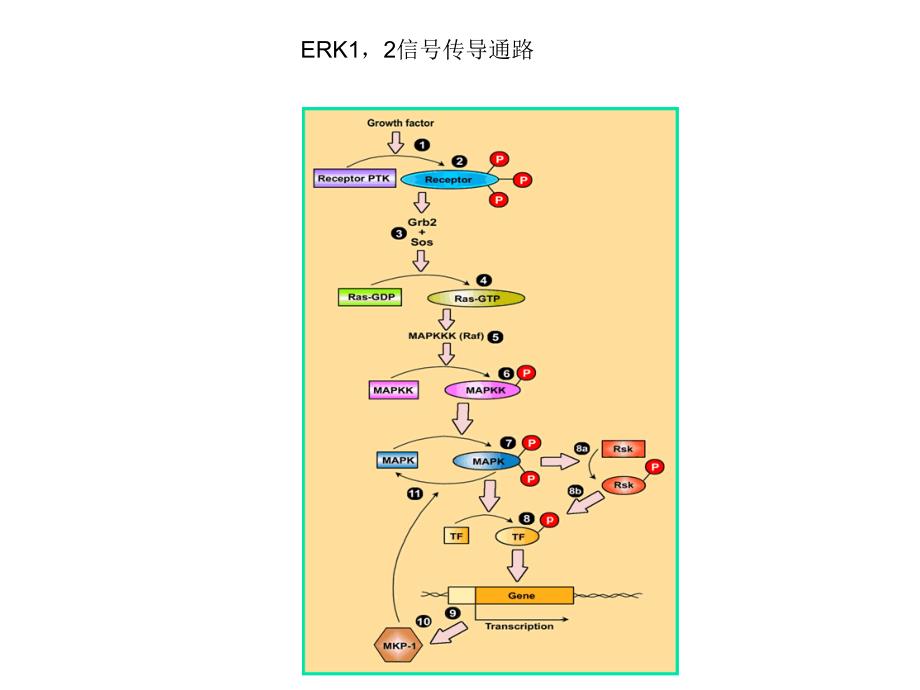 信号转导通路_第3页