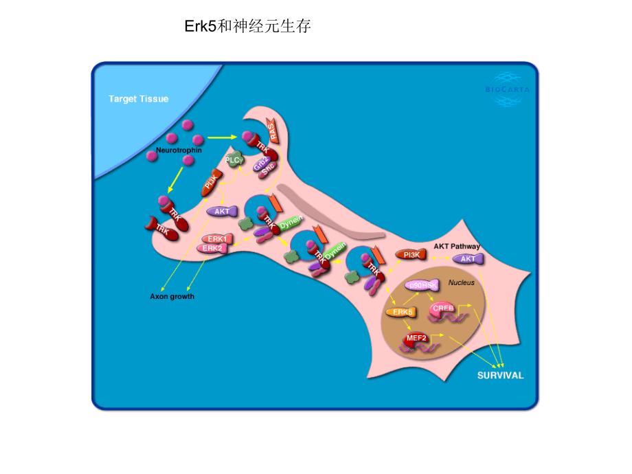 信号转导通路_第4页