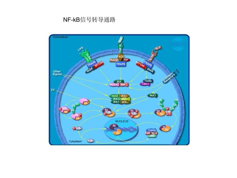 信号转导通路_第5页