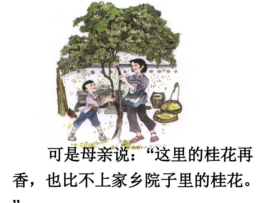 人教版小学语文课件《桂花雨》_第2页