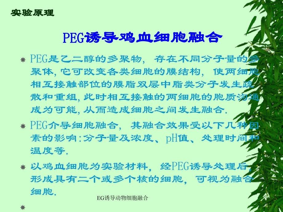 EG诱导动物细胞融合课件_第5页