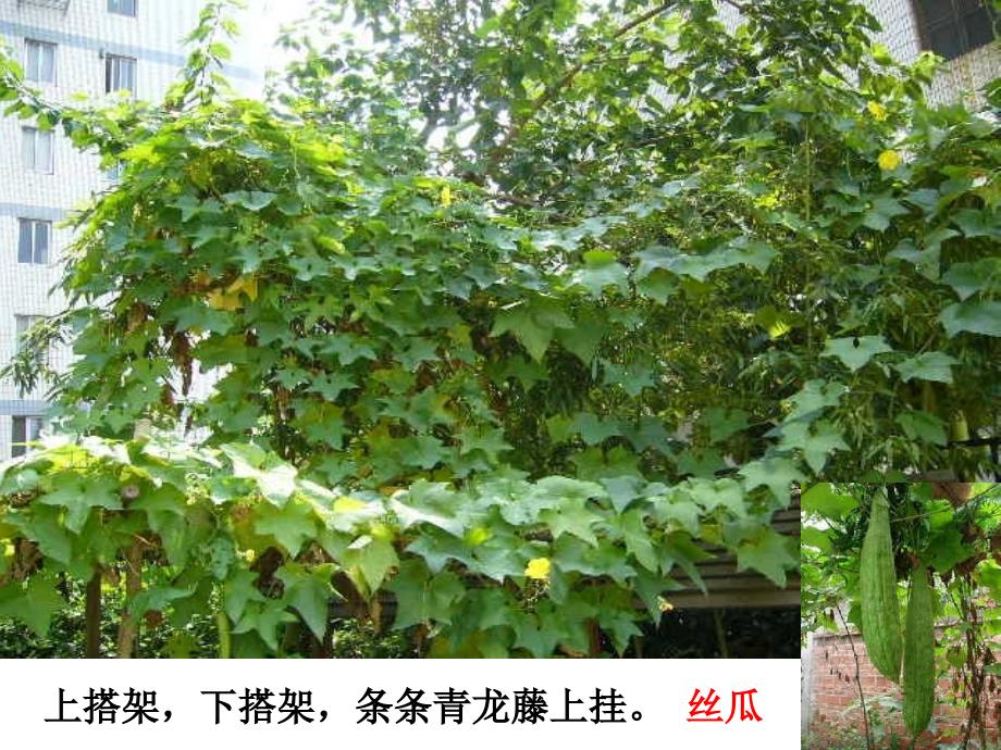爬山虎的脚_第1页