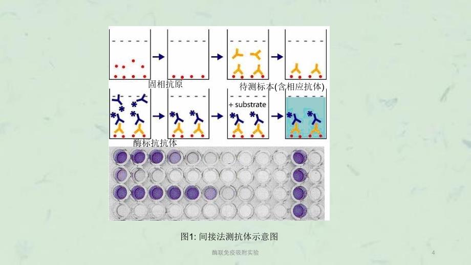 酶联免疫吸附实验课件_第4页