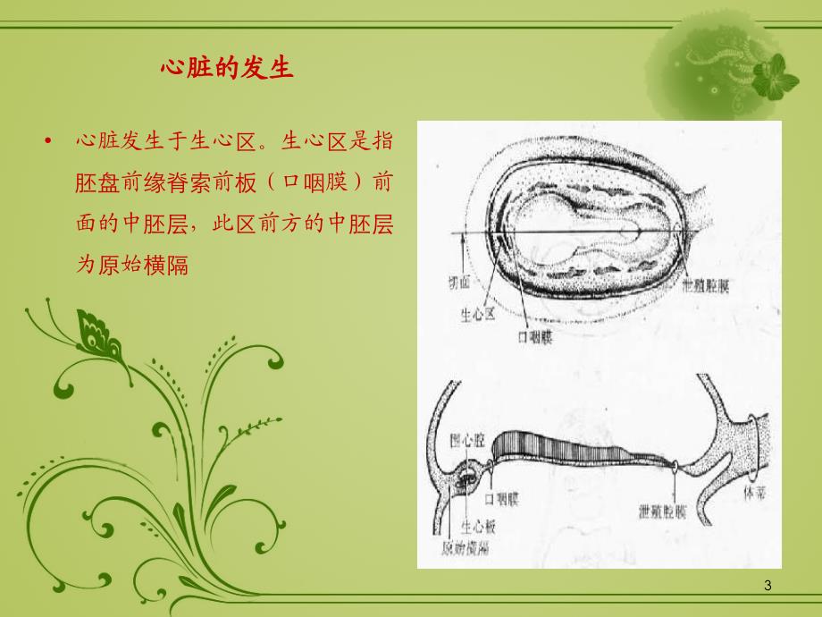 心脏的发育ppt课件_第3页