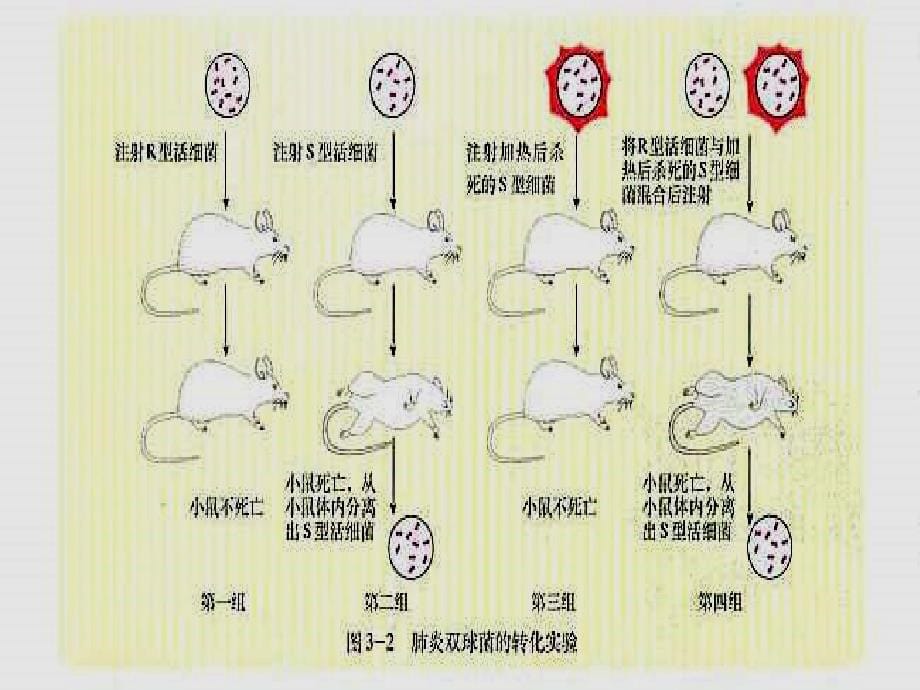 高二生物DNA是主要的遗传物质_第5页