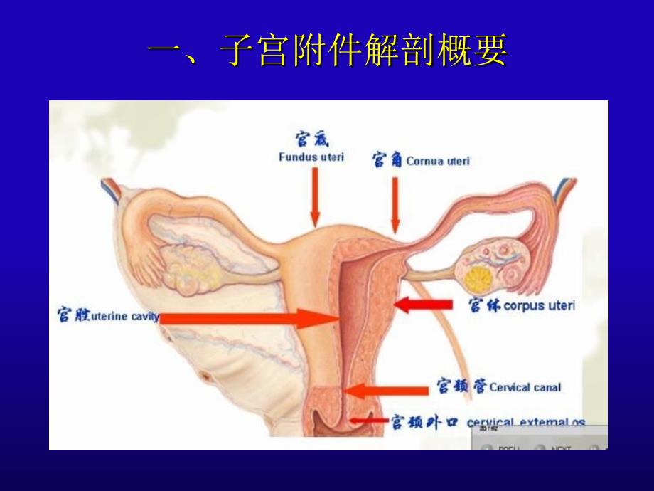 妇产科超声口腔本科PPT文档资料_第1页