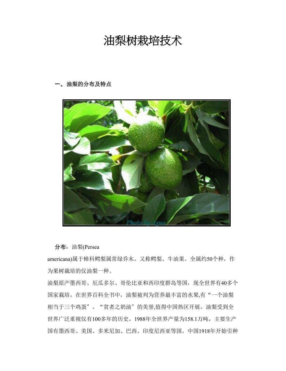 油梨树栽培技术_第1页
