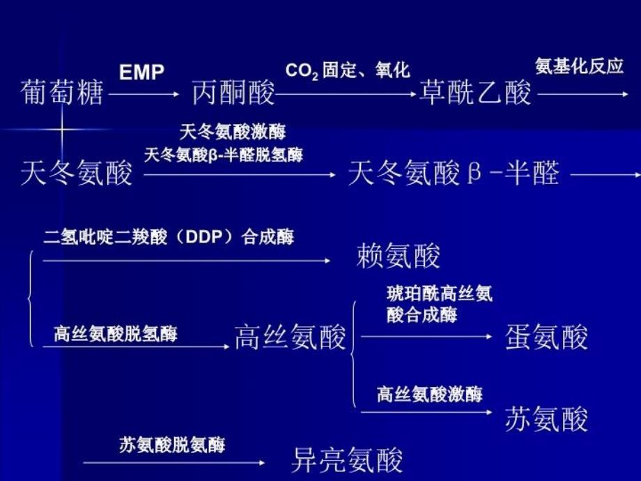 最新天冬氨酸族氨基酸发酵机制赖氨酸补充材料PPT课件_第3页