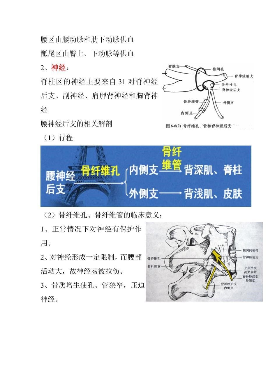 局解复习资料之脊柱区.doc_第5页