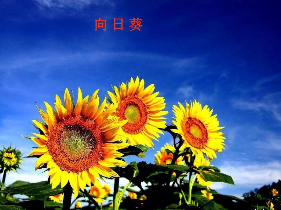 13《花钟》第一课时_第1页