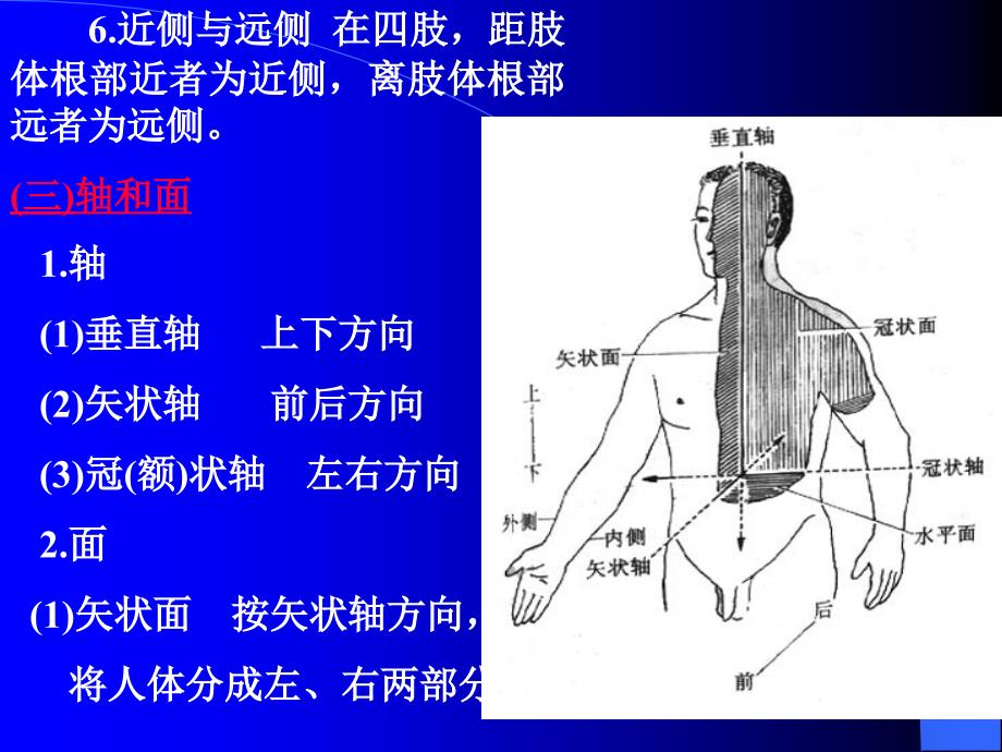 针灸针刀等解剖学基础_第4页