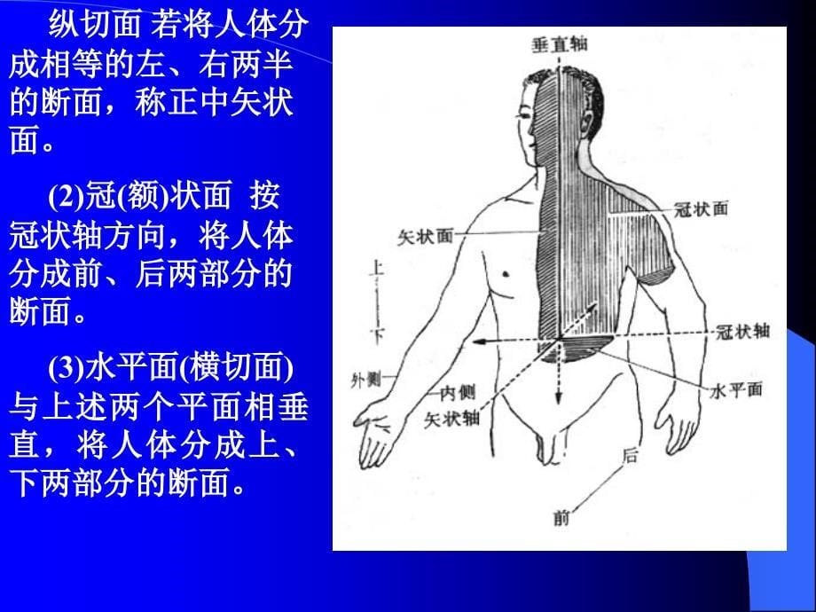 针灸针刀等解剖学基础_第5页