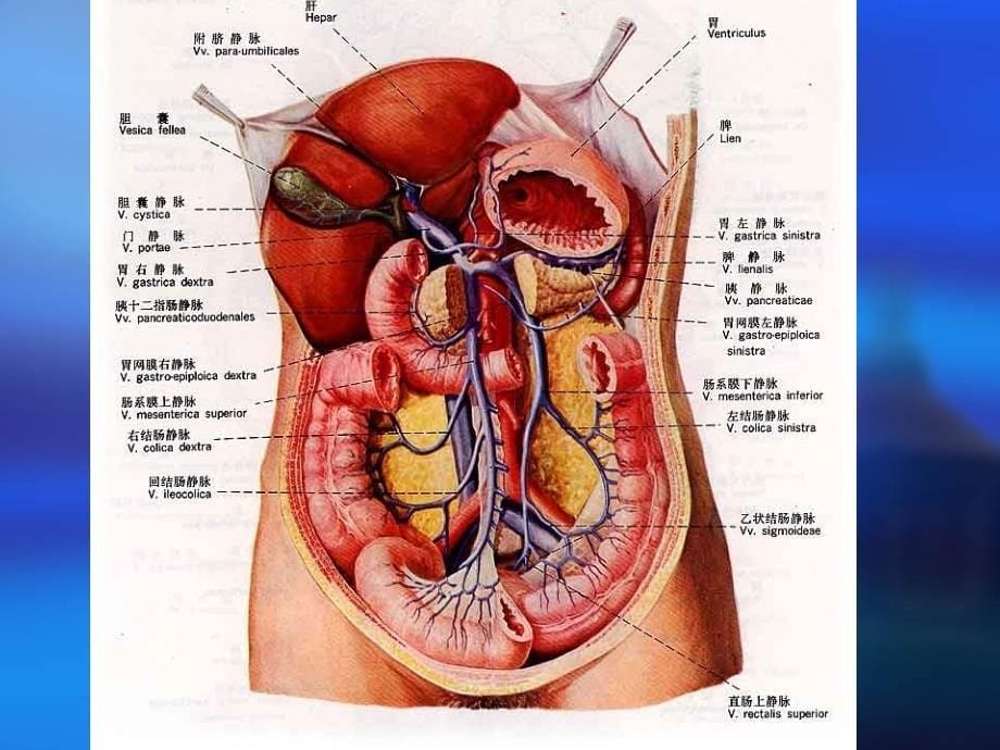 慢性胃炎共识意见课件_第5页