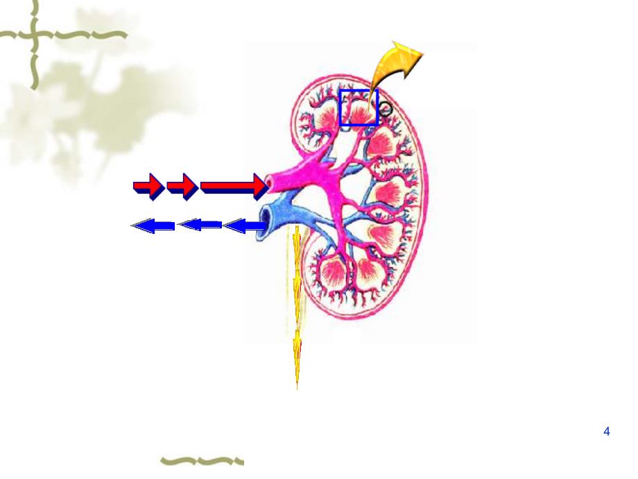 生物尿液的形成和排出济南版七年级下ppt课件_第4页