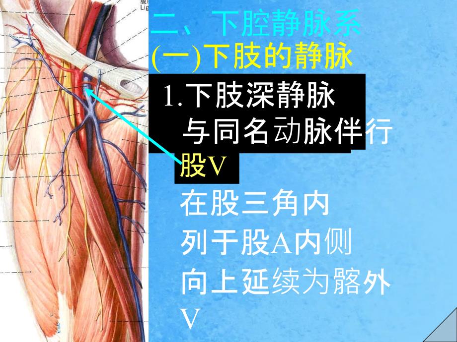 下腔脉系ppt课件_第1页