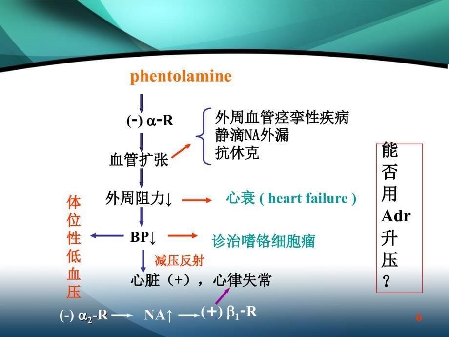 肾上腺素受体阻滞药_第5页