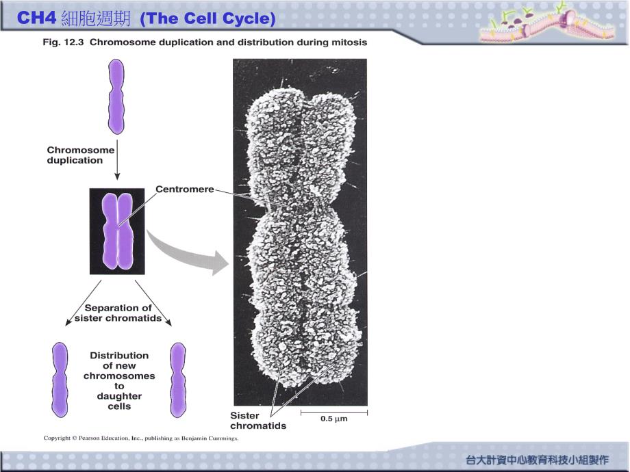 四章細胞週期thecellcycle_第3页