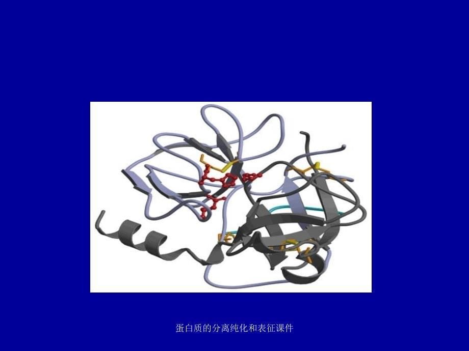 蛋白质的分离纯化和表征课件_第5页