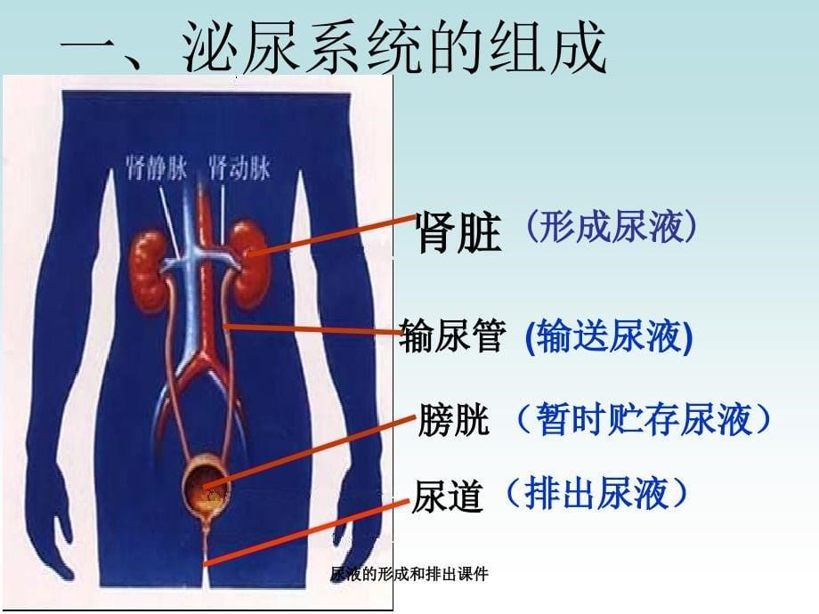 尿液的形成和排出课件_第5页