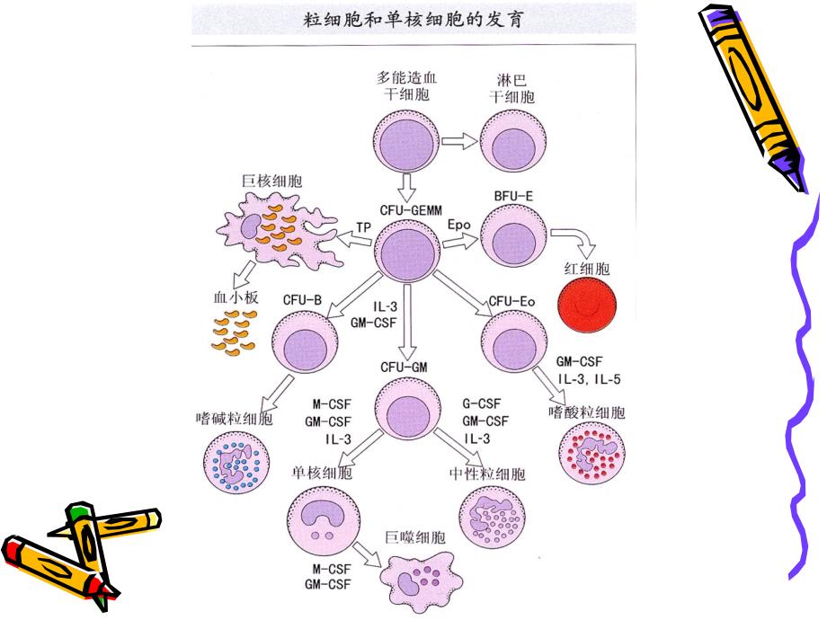 免疫细胞第七章_第4页