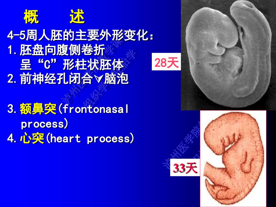 第九讲：-颜面、颈和四肢的发生-余课件_第4页