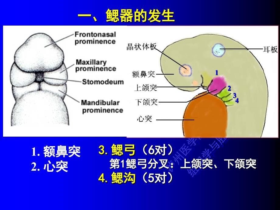 第九讲：-颜面、颈和四肢的发生-余课件_第5页