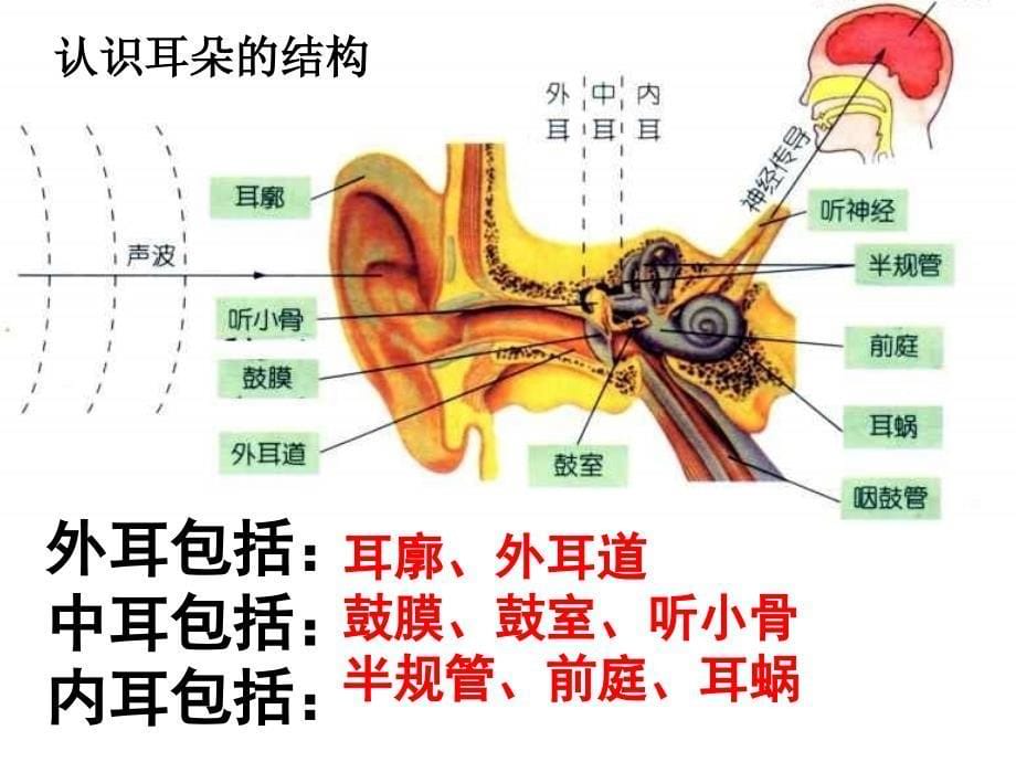 浙教版七年级下册科学23耳和听觉ppt课件_第5页