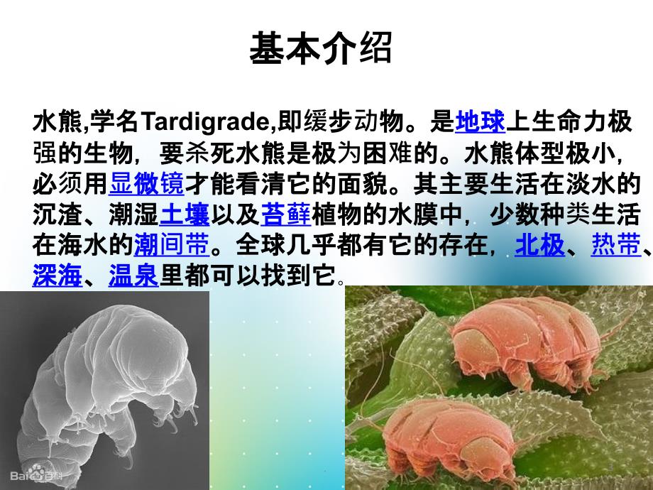 水熊虫PPT课件_第3页