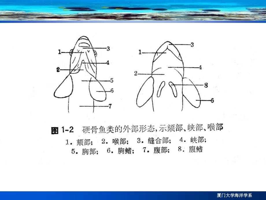 试验一鱼类的外形与测量鳍和鳞-课件_第5页