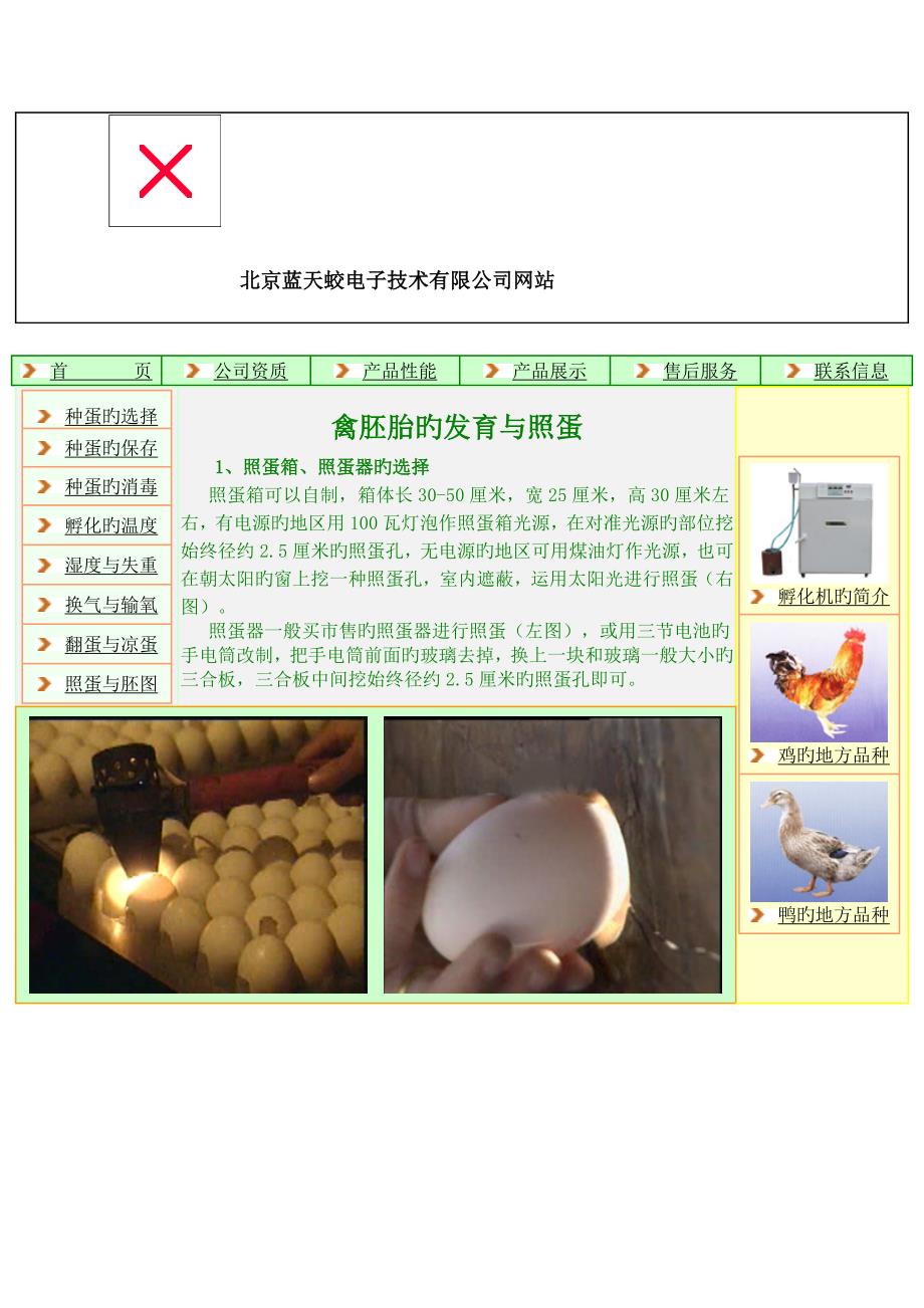 禽类胚胎发育图_第1页
