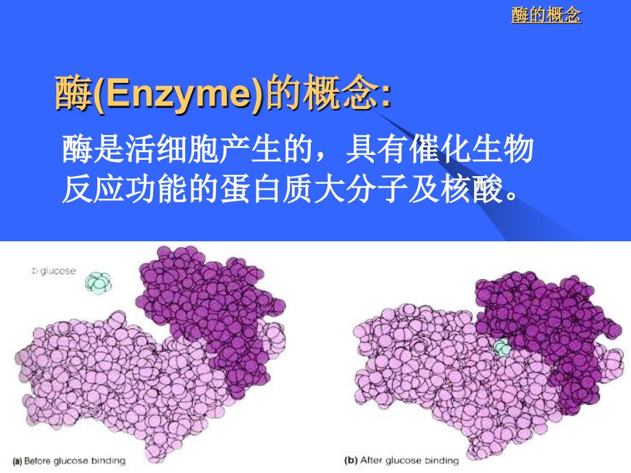 第六章酶化学课件_第4页