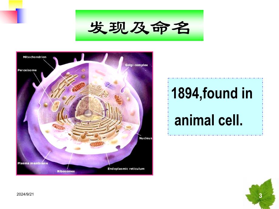 线粒体遗传病课件_第3页