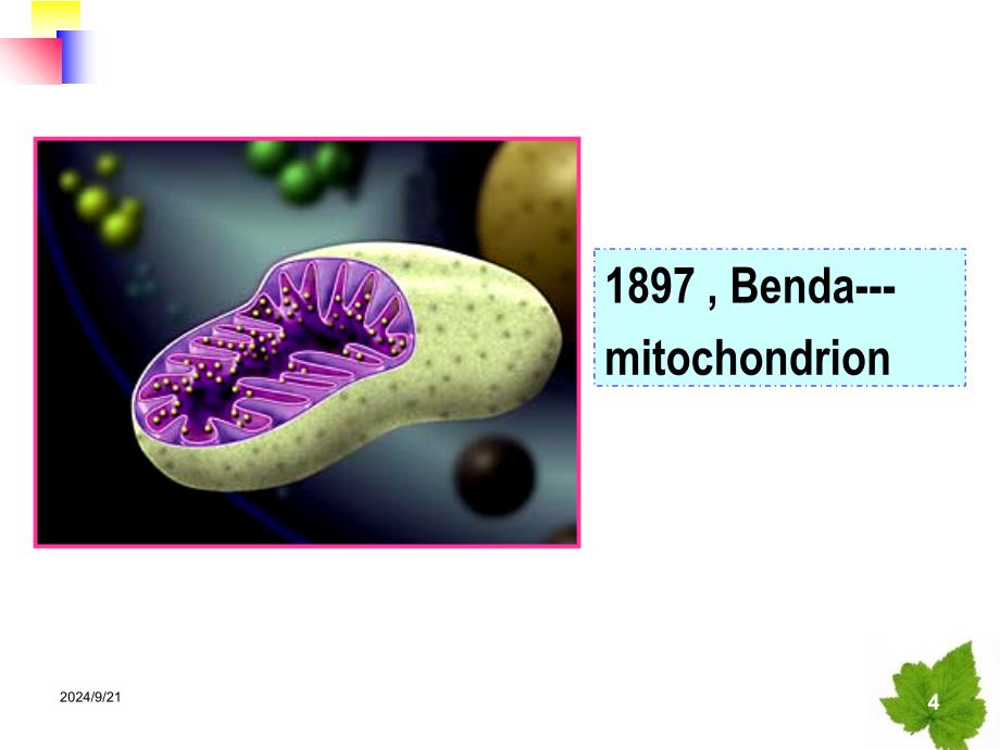 线粒体遗传病课件_第4页