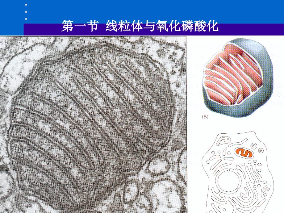 南农细胞生物学_第2页