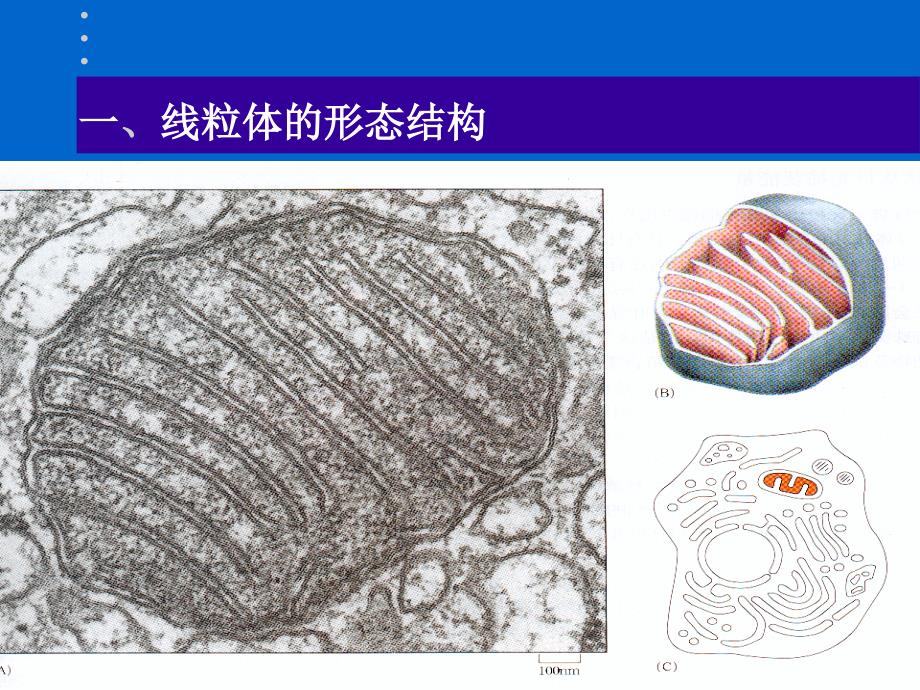 南农细胞生物学_第4页