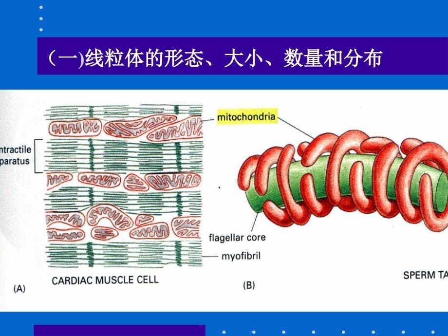 南农细胞生物学_第5页