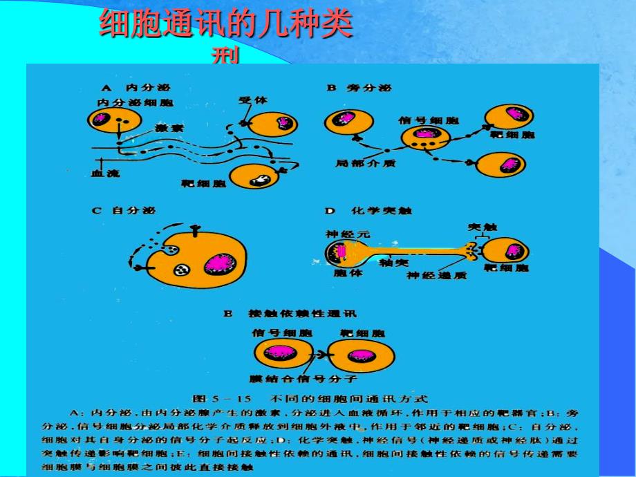 分子细胞生物学赵艳2细胞信息传递ppt课件_第4页