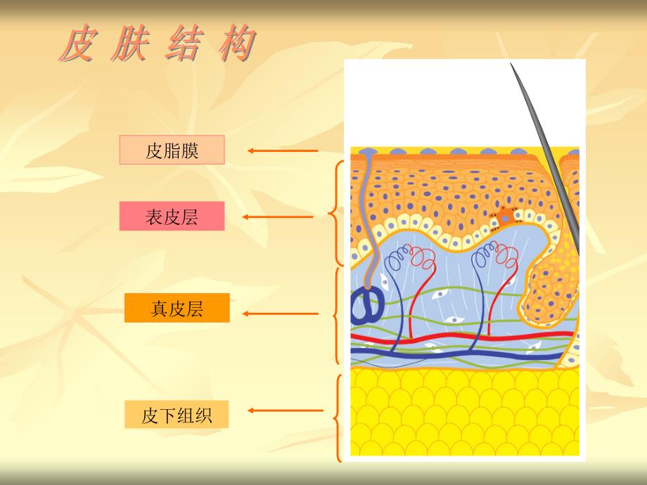 皮肤基础知识入门(关于了解皮肤和护肤)化妆学_第4页