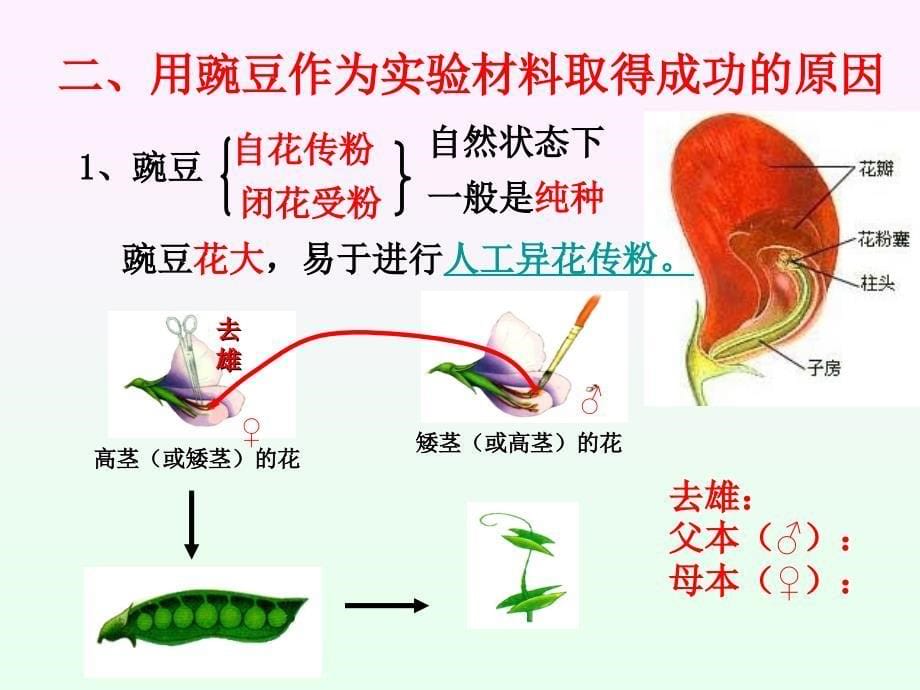 优质课孟德尔的豌豆杂交实验一_第5页