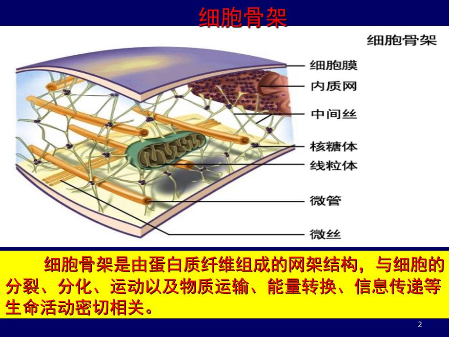 观察叶绿体和线粒体的实验.ppt_第2页