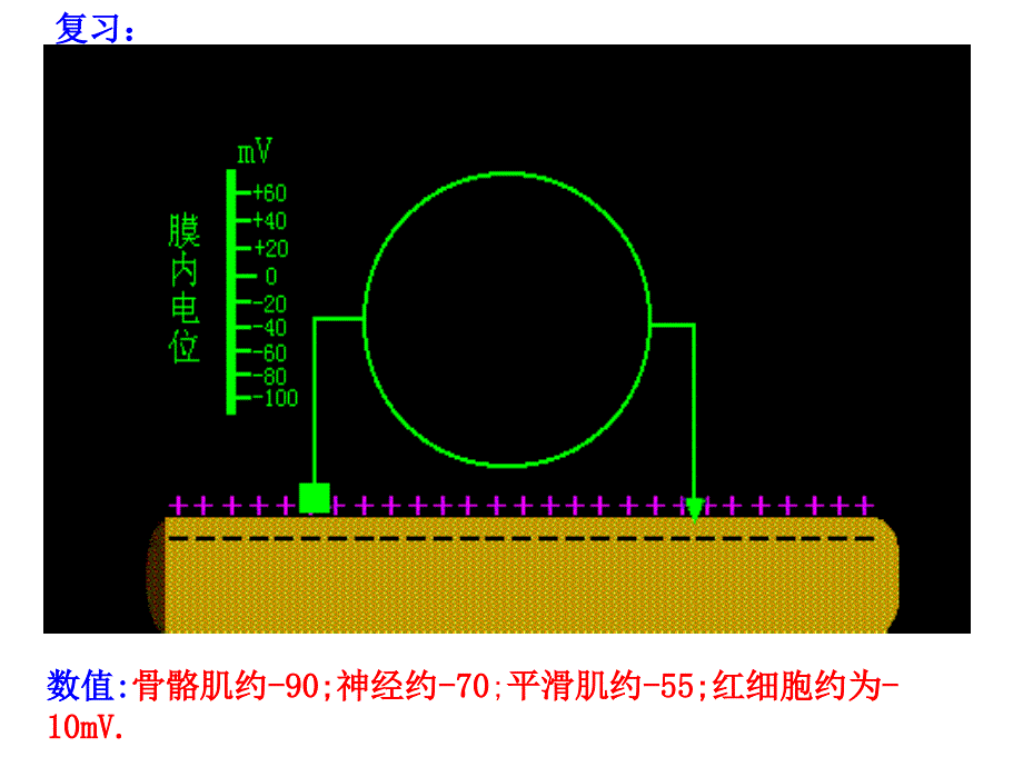 第二章细胞的基本功能4_第2页