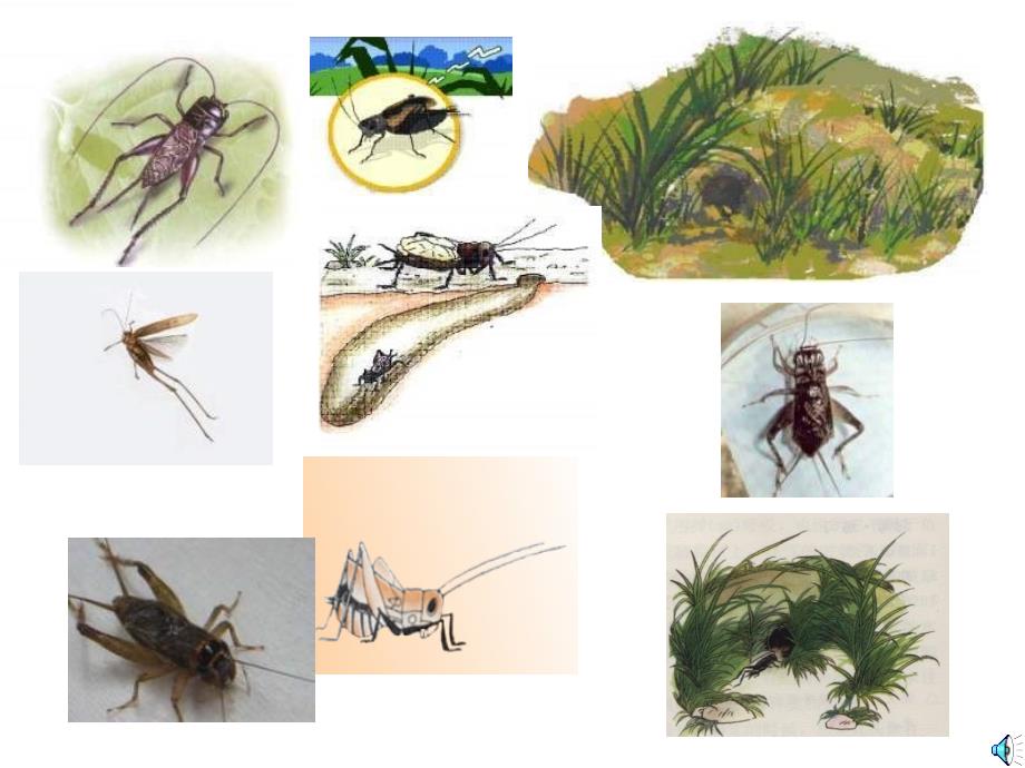 四年级语文蟋蟀的住宅 (2)_第2页